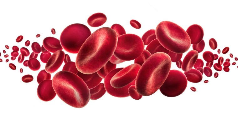What does a complete blood count show